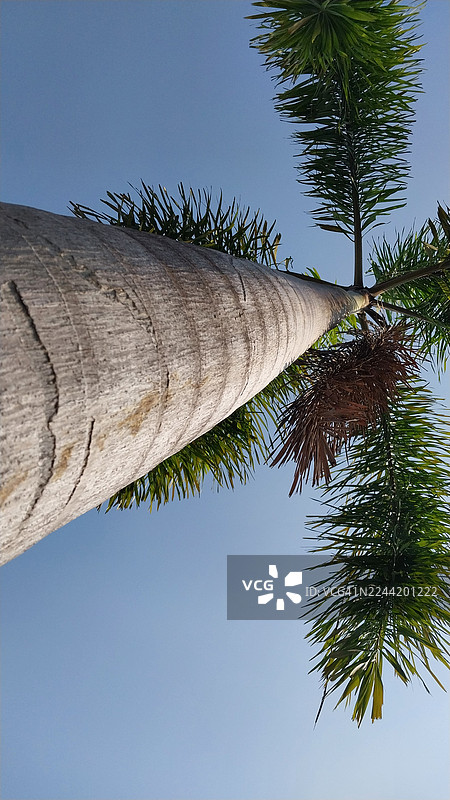 仰视拍摄的棕榈树树干和叶片，背景是湛蓝的天空，营造出热带和宁静的感觉图片素材