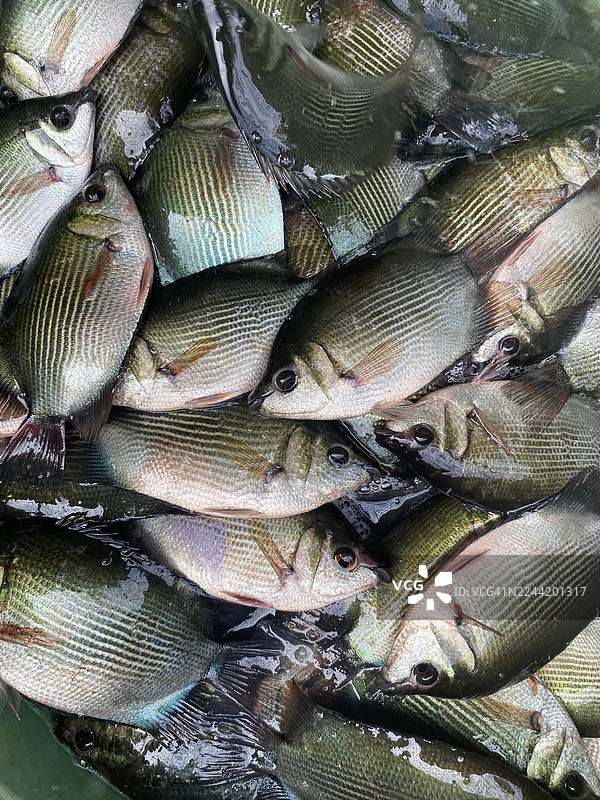 市场上新鲜捕捞的待售鱼，可供食用图片素材