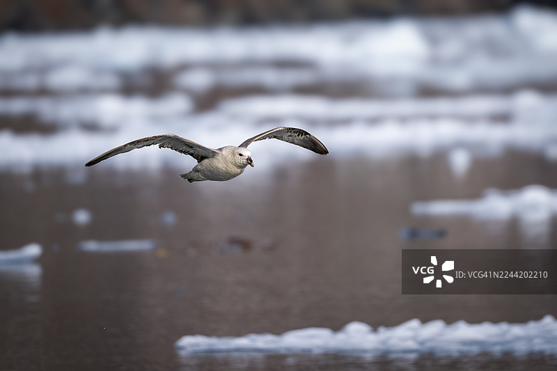 海鸥在冰冷的海水上空优雅地飞翔图片素材