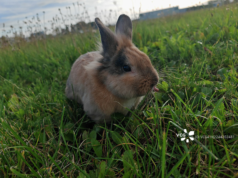 阳光明媚的晴天，一只可爱的兔子伸着舌头，坐在一片生机勃勃的绿色草地上，特写镜头图片素材