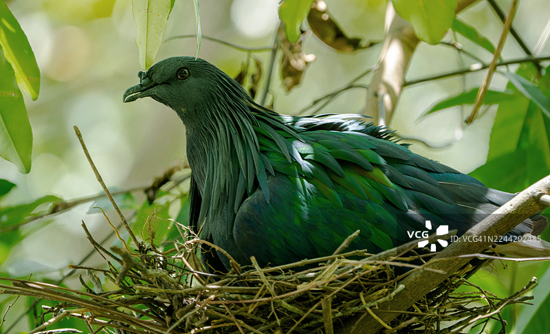 一只尼科巴鸠在巢中筑巢的特写，展示了其虹彩般的绿蓝色羽毛，周围环绕着郁郁葱葱的绿色植物图片素材