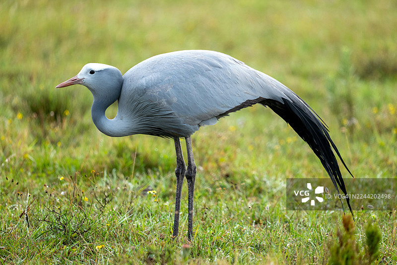特写镜头：一只蓝鹤栖息在草地上，展现出其优雅的姿态和蓝灰色的羽毛图片素材