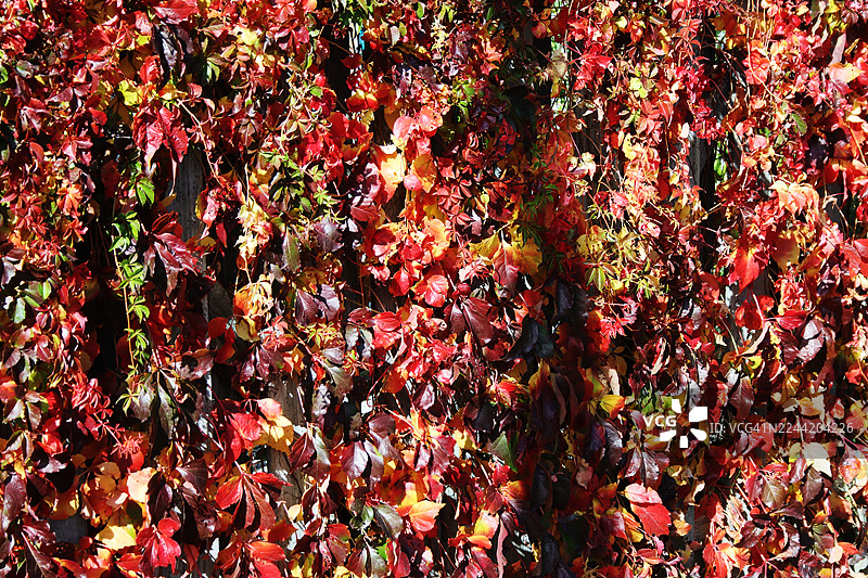 秋天的色彩图片素材