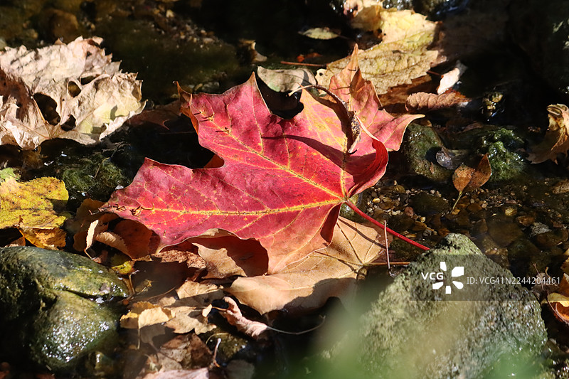 秋天的枫叶图片素材