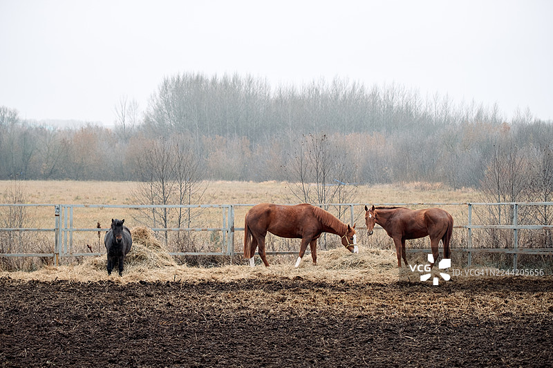阴天时，农场里有两匹红马和一匹黑马在吃干草。图片素材
