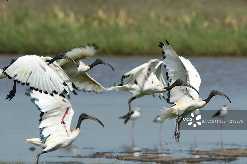 非洲圣朱鹭，埃及圣䴉图片素材