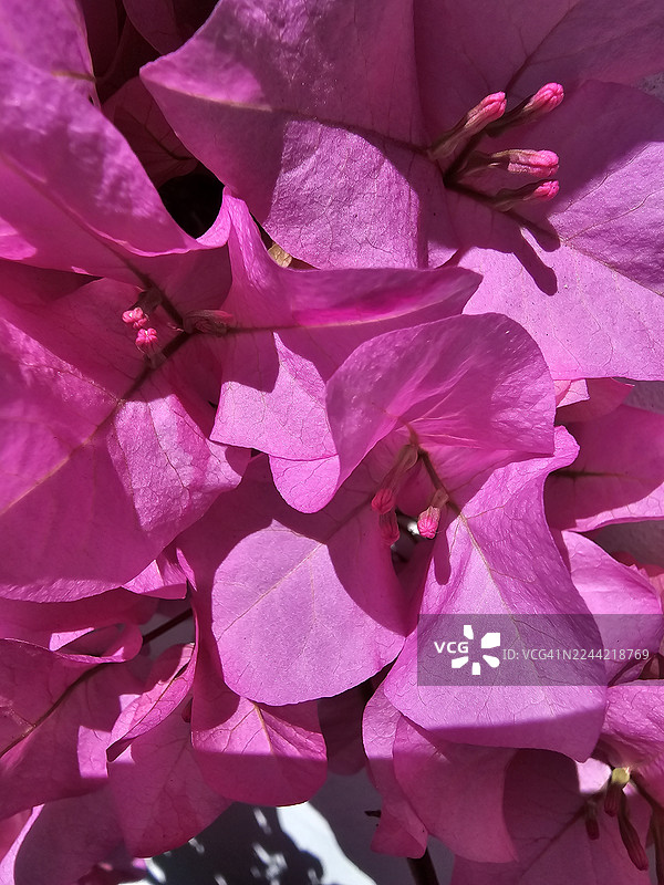 九重葛 3图片素材