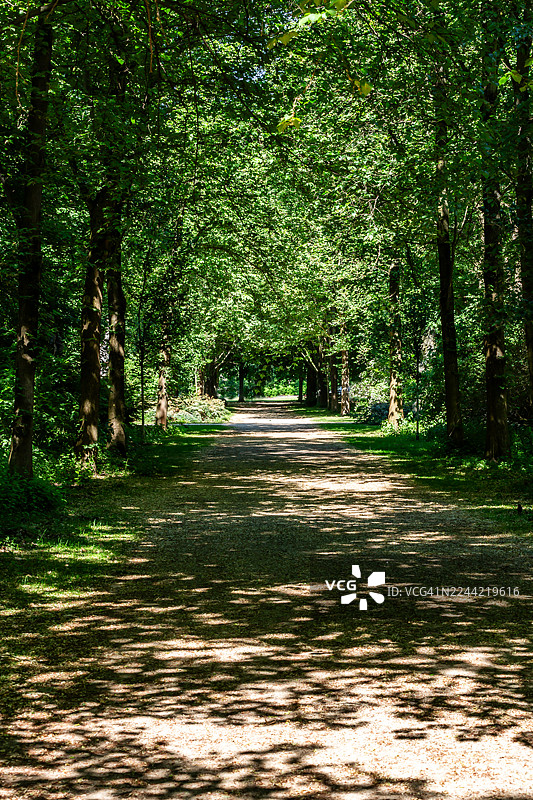 森林中的小径图片素材