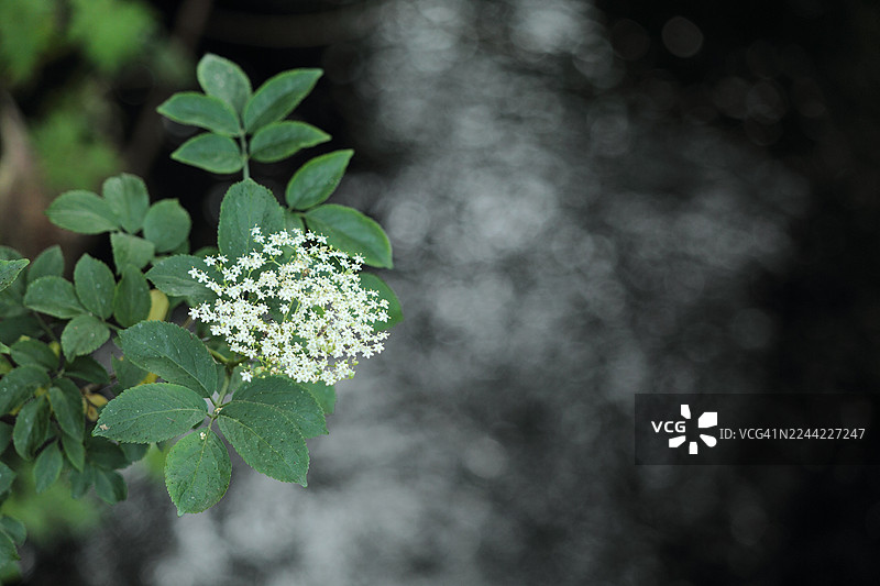 卡梅尔河畔的接骨木花图片素材
