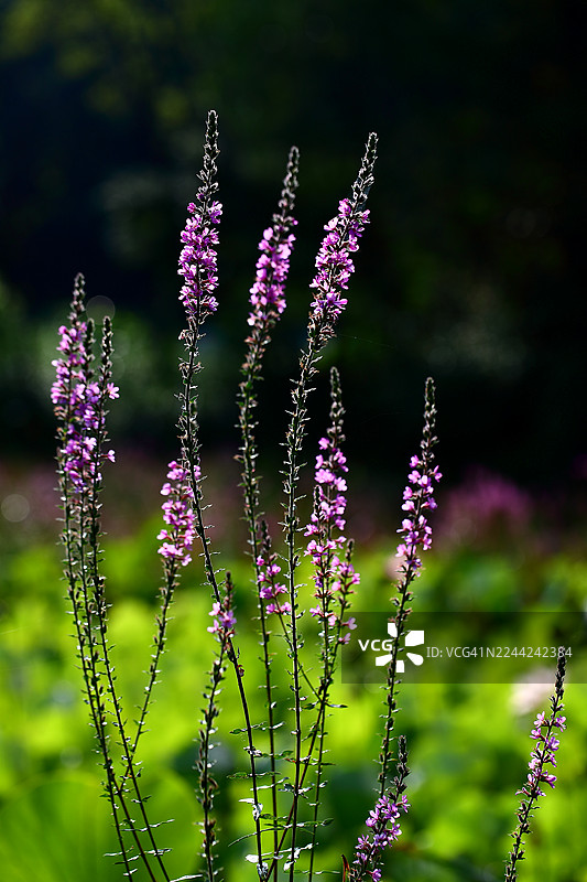 毛茸茸的佛陀花图片素材