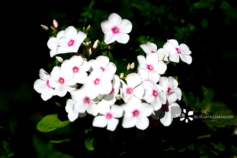 叶片茂盛的竹子图片素材