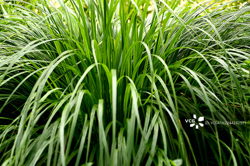 芦苇图片素材
