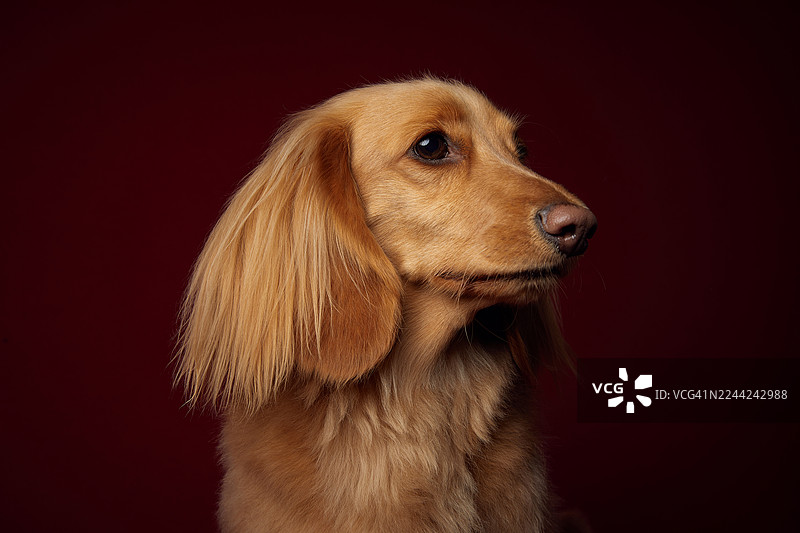 小狗，宠物，腊肠犬图片素材