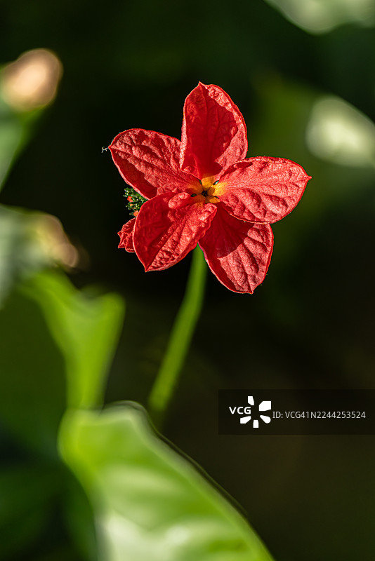 柔和阳光下的单朵红色热带花卉图片素材