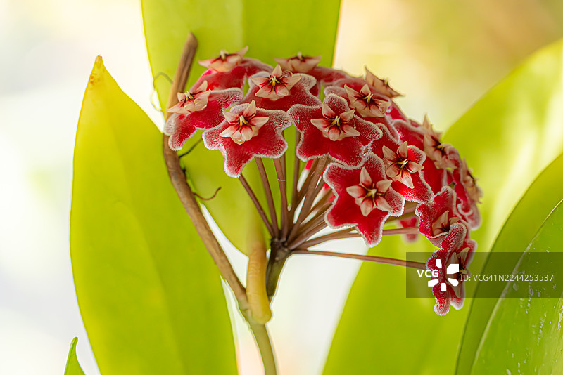 盛开的红蜡花图片素材