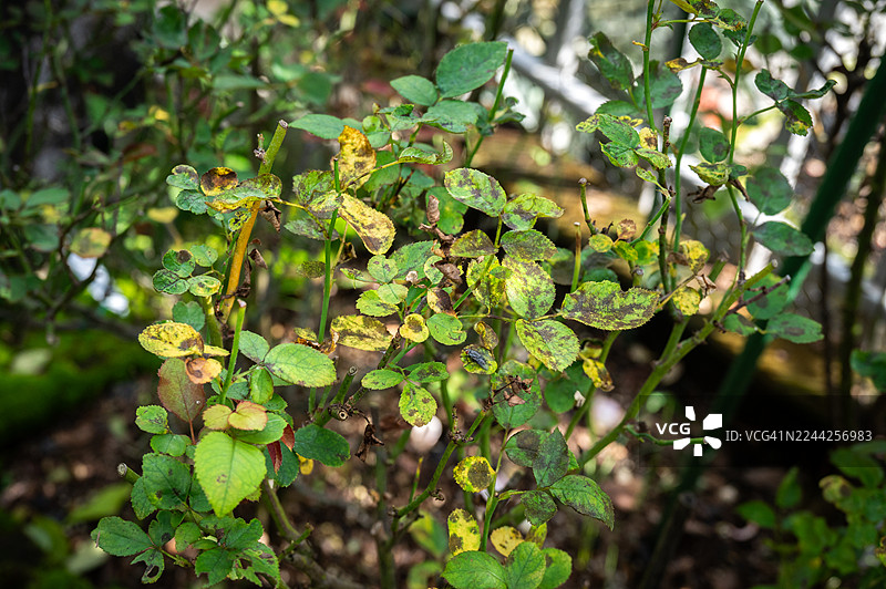 黄色玫瑰叶片上黑色斑点的特写。该病害会导致叶片过早脱落，并随着时间的推移削弱植株。图片素材