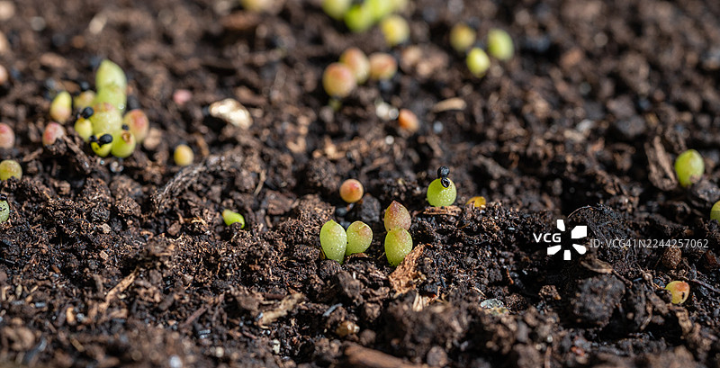 幼小的仙人掌从种子中生长。幼苗非常小，生长速度相当缓慢。图片素材