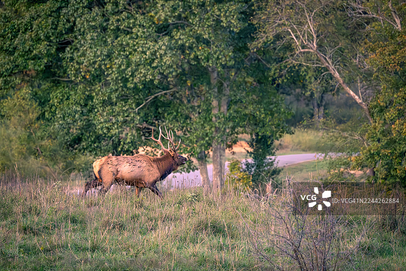 肯塔基州，麋鹿在发情期穿越草地图片素材