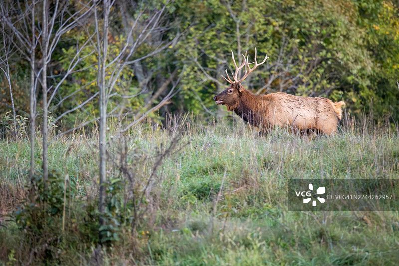 肯塔基州草地的秋季发情期的雄性麋鹿图片素材
