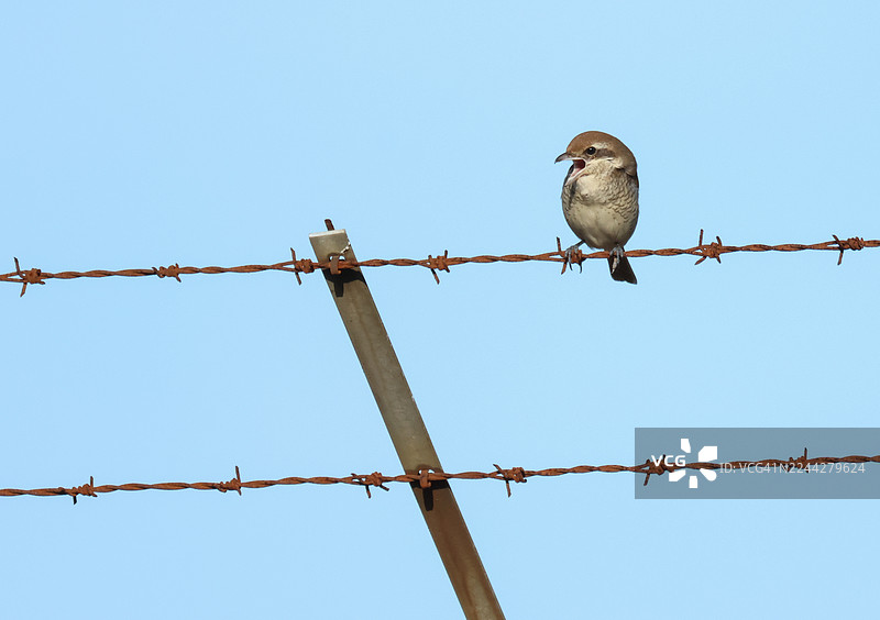 一种极为罕见的褐鹛，棕鵐鶲，栖息在带刺的铁丝网上。它正在反刍无法消化的食物团。图片素材