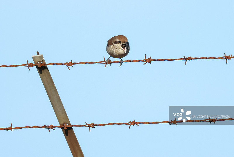 一种极其罕见的棕背伯劳（Lanius cristatus）栖息在带刺的铁丝网上，并正在吐出无法消化的食物团。图片素材