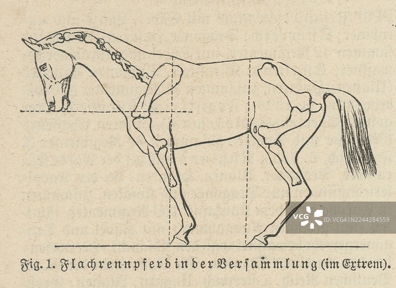 马的骨骼解剖老式雕刻插图，展示了赛马的收缩姿势、轮廓以及骨骼和姿势线。图片素材