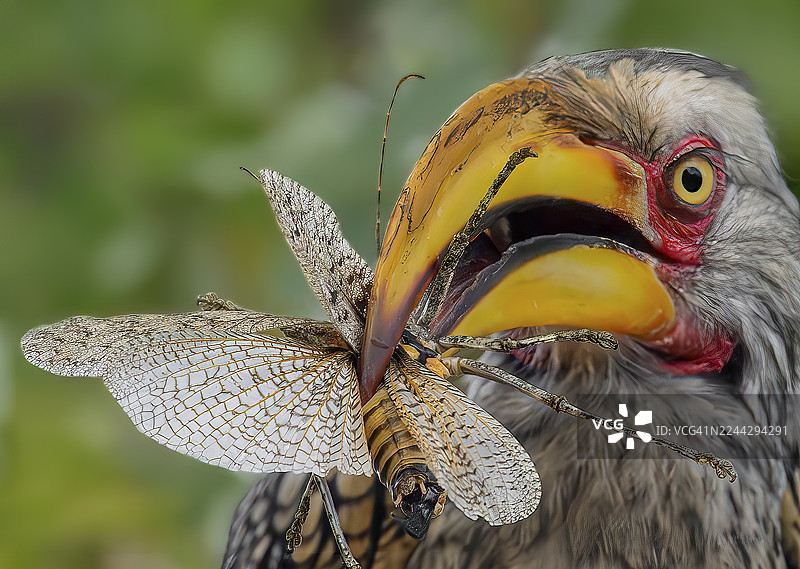 特写镜头，一只南非黄嘴犀鸟（Tockus leucomelas）嘴里叼着一只死蚱蜢，地点为南非克鲁格国家公园。图片素材