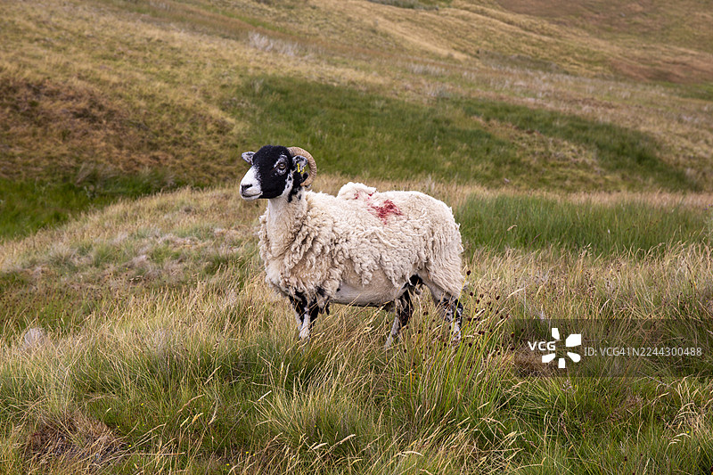 一头斯旺德尔山羊在坎布里亚山丘上图片素材