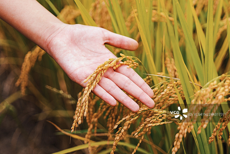 手持亚洲稻穗图片素材