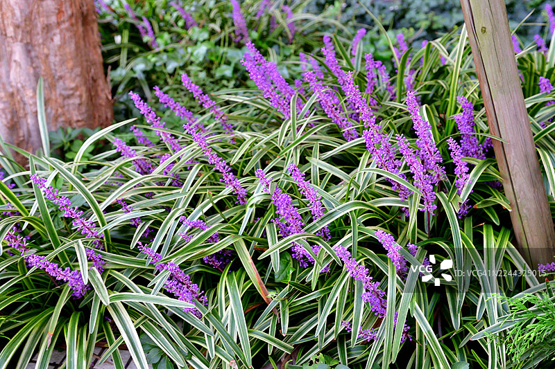 紫滨菊 / 铃兰 / 麦冬花图片素材