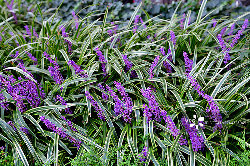 山菅兰 / 铃兰 / 麦冬草 花图片素材