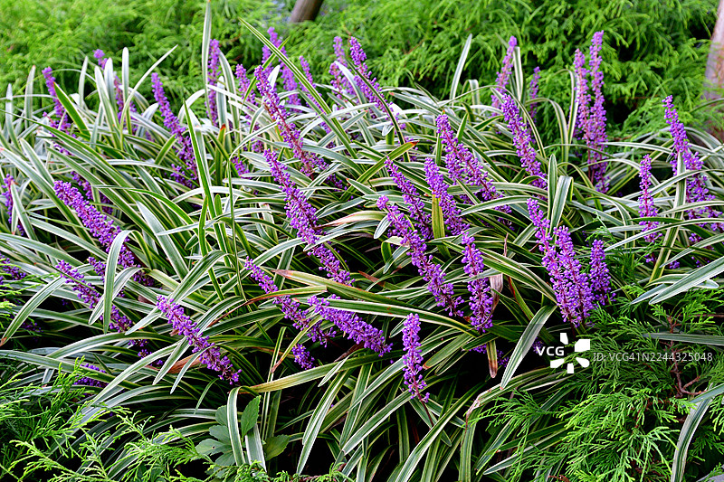 麦冬 / 铃兰百合 / 猴子草花图片素材