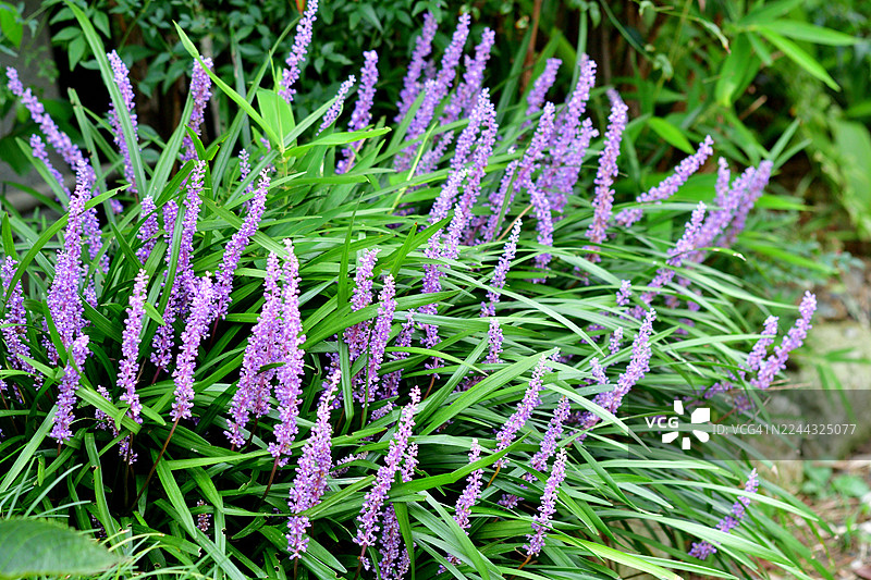 紫滨菊 / 铃兰 / 猴子草花图片素材