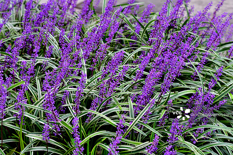 麦冬 / 铃兰百合 / 猴子草花图片素材