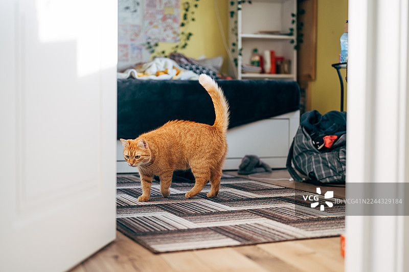 可爱的红猫在地毯上，它在客厅里图片素材