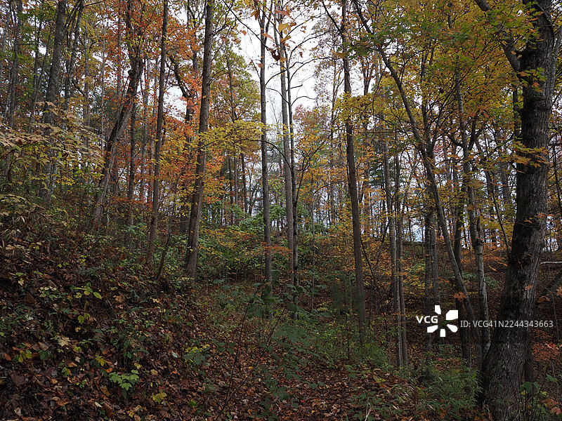 风中摇曳的斯莫基山图片素材