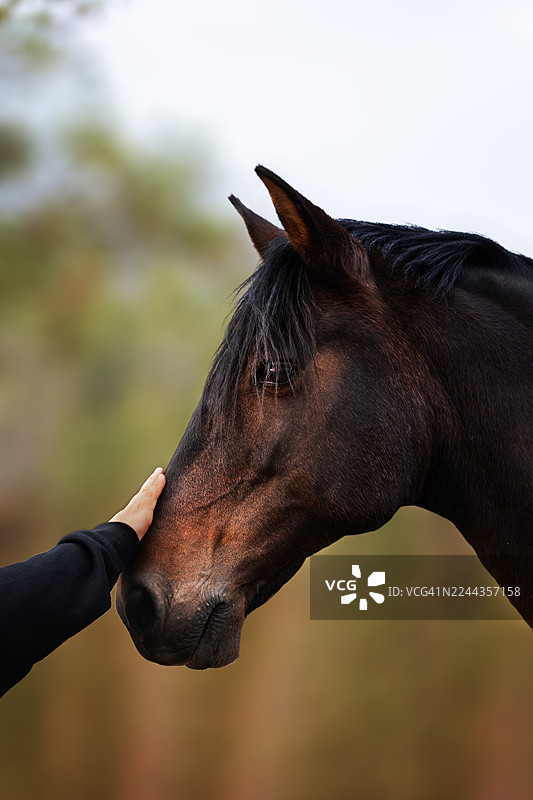 一只棕色的马被人手抚摸，背景模糊图片素材