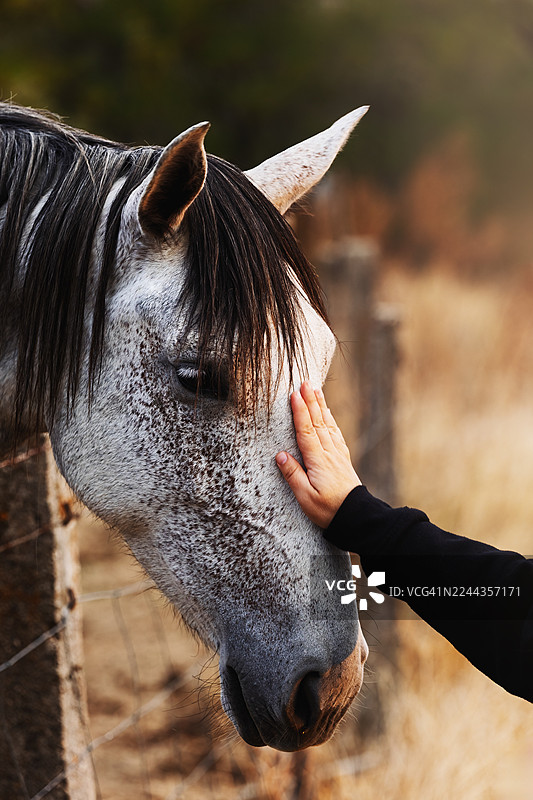 乡村背景下，一只手抚摸着栅栏旁一匹花灰色的马图片素材