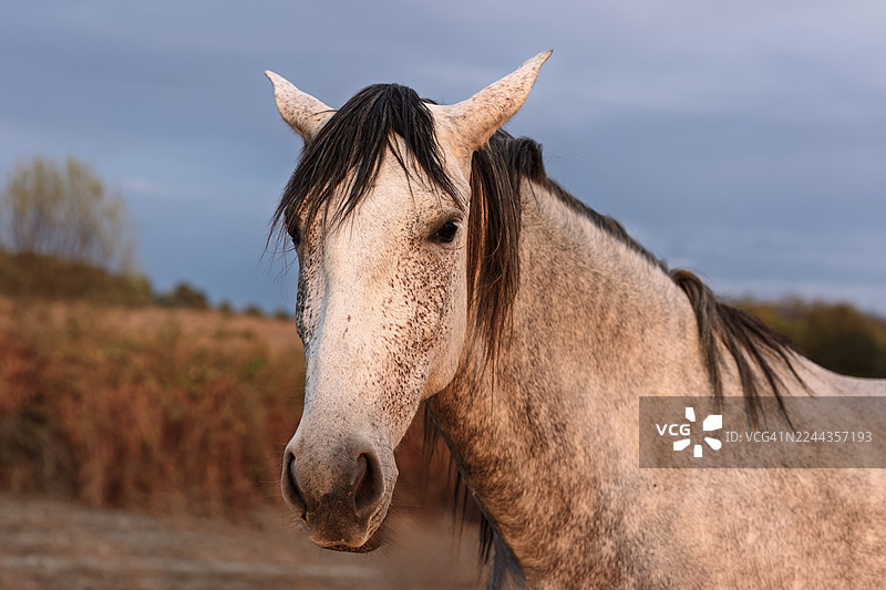dappled gray horse looking at the camera against a natural background with warm light图片素材