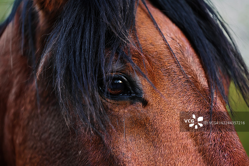 特写一匹栗色马的眼睛，拥有黑色鬃毛，眼神专注而富有情感图片素材