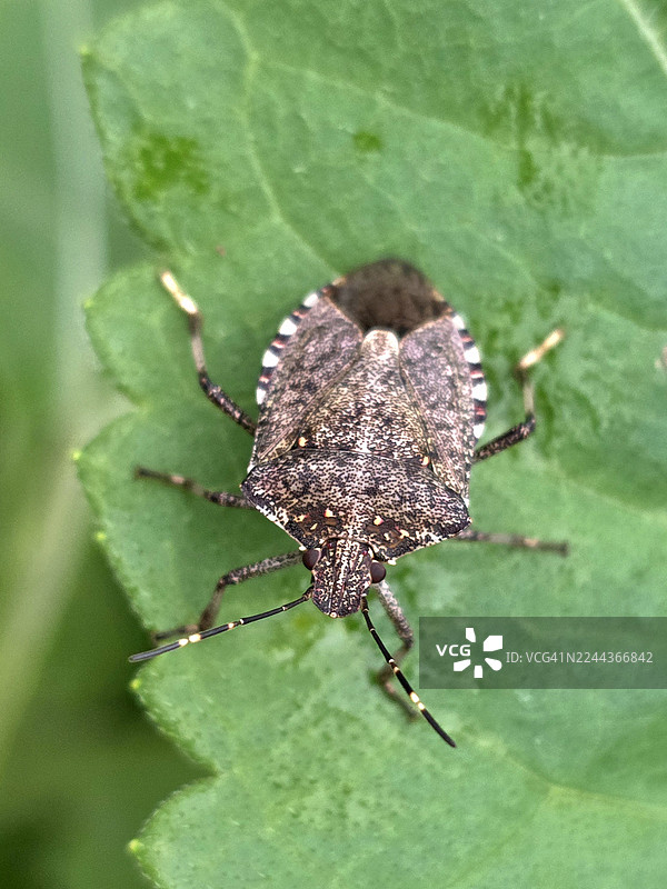 棕色的虫子在树叶上图片素材