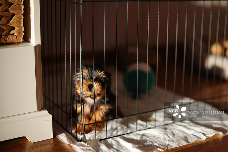 约克夏㹴幼犬在一个大型笼子围栏里图片素材