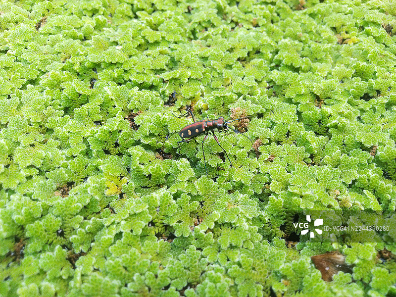 虎甲虫在浮萍（水蕨）上图片素材