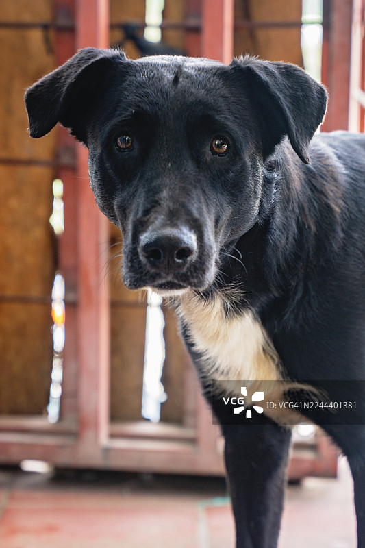 一只胸前有白毛的黑狗在室内看向镜头图片素材