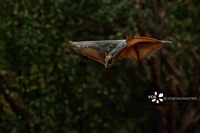 鼯猴，飞狐猴图片素材