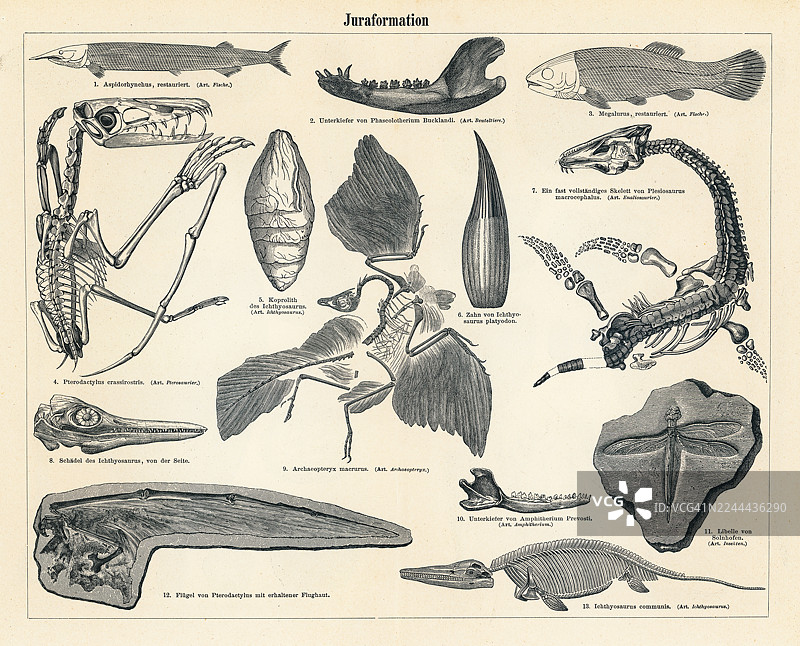 侏罗纪时期各种生物化石的旧蚀刻插图图片素材