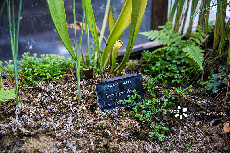 黄瓶子草（Sarracenia flava）指示牌置于沼泽基质中图片素材