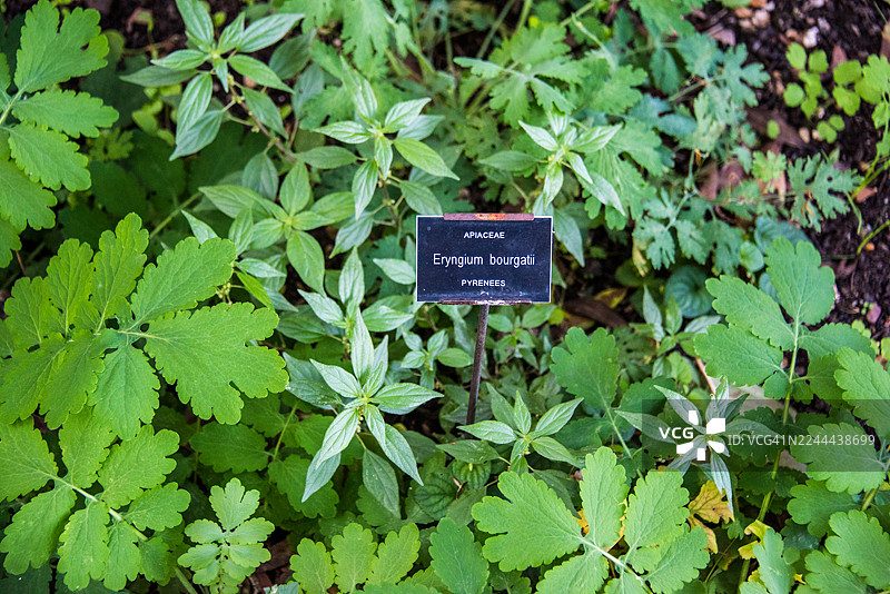 带刺叶片的艾宁吉乌姆·布尔加蒂标签图片素材