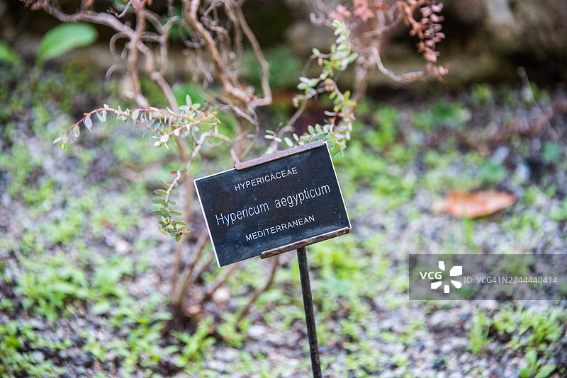 地中海花床中的欧洲圣约翰草（Hypericum Aegypticum）标牌图片素材