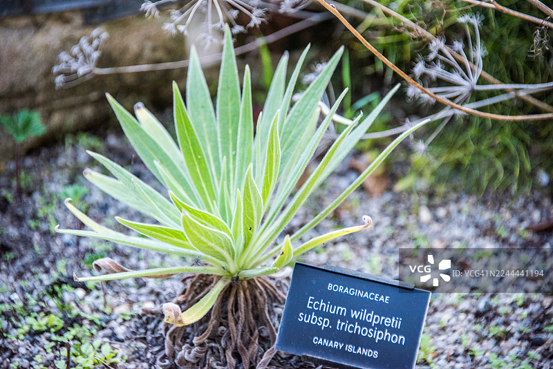 蓝冠龙舌兰（Echium Wildpretii Subsp. Trichosiphon）带有银色莲座的标签图片素材